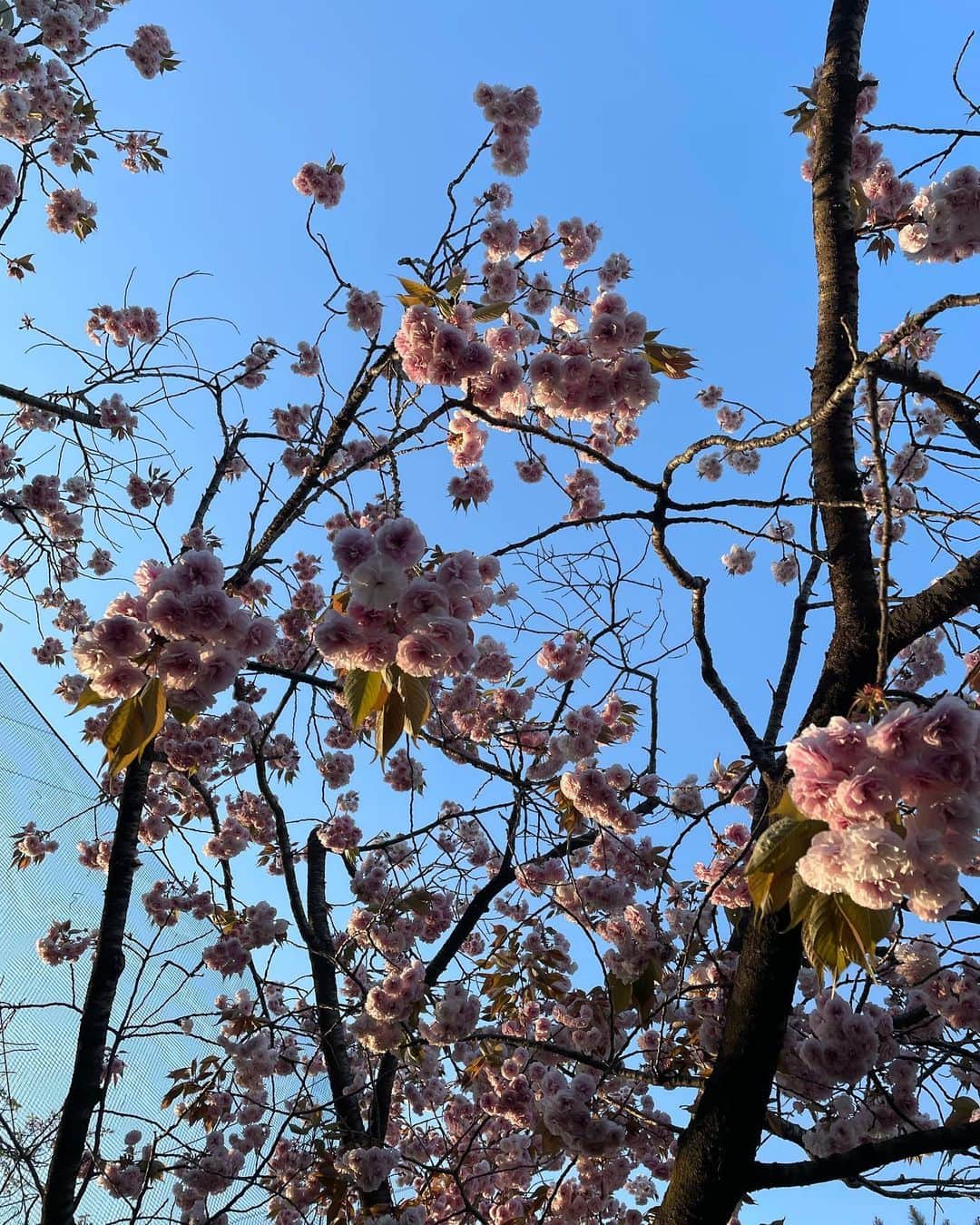 Boojilさんのインスタグラム写真 - (BoojilInstagram)「🌞春、あまりにも気持ちの良い週末だった。こどもたちを連れて、どこかに出かけようか。と、そんな話をしながらも、二年生になりたての長男は「え〜家にいたい〜」4歳の次男は「公園にいく！」と、意見がばらつく。最近読書にハマり始めた長男が新しい物語を読みたがっているから、図書館に行くことを提案してみた。次男も、わたしも、そして夫もそれぞれ本が好きだ。  駅前のパン屋さんでそれぞれ食べたいものを注文し、おやつにドーナツも追加した。甘いものは、自分の機嫌をいつだって瞬時に良くしてくれる。こどもたちは口の周りを砂糖まみれにしてゲラゲラ笑っている。  図書館はパラダイスだ。どの年代にとっても。今自分が欲している言葉を探す、いわば宝探しみたいな感覚でいつもワクワクする。  不思議なもので昨日はドンピシャでいまの自分にぴったりな本が見つかった。家に帰ってから一冊丸ごと全部読み終えた。毎日読書を必ずしていて、テレビは一切見なくなった。 バラエティはつまらないし、だったら知識を増やしたい。児童書や小説も読みたい。旅が自分のインプットの最高峰だったんだけど、本は開けばすぐに新しい世界に連れていってもらえるから素晴らしい。  図書館でみんながそれぞれ読みたい本を借りたら20冊近くになった。一度家に帰ってから、近所の公園へ。  桜もすっかり花を落とし、小さな若い葉が風になびいて揺れている。桜は満開の時期はみんなを魅了してうっとりさせてくれるけど、花のない君もわたしは好きだよ、と思う。 ずっと花を咲かせ続けるほどのエネルギーはない。誰にだってそれは言えること。自分だってそうだ。花が落ちたあとも、ちゃんとそこにエネルギーはあって、新しい芽が出でいることをわたしは知っている。いつかまた花が咲くこともわかってる。  自然から学ぶことや取り戻す感覚がたくさんあるはずなのに、忙しいを理由に、こんなに身近にあるものを愛でる日々を送れてなかったように思う。  こどもはずっとキャッキャ楽しそうに遊んでいて、あなたたちは自然と一直線で、同じだから、満開の桜も、花の落ちた桜にも違いをつけないんだなぁと思う。  こどもと接するといつも全力で、笑ったり泣いたり、正直に生きていて最高だな。と思う。  📷写真でわたしが着ている服は、グアテマラを旅していた頃に現地で買ったウィピル。もう10年以上前に買ったんだけど、おばあちゃんになるまで着るつもり。とても気に入っている。」4月10日 14時04分 - boojil