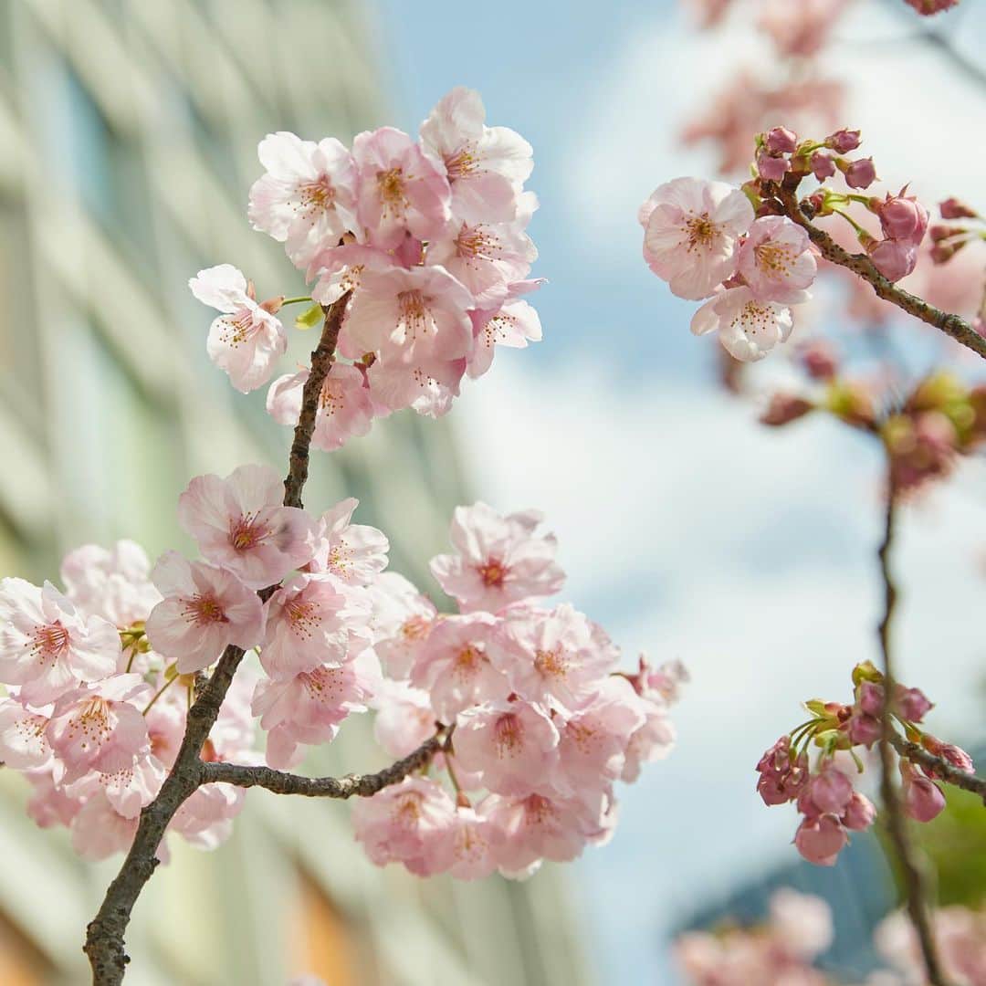 二子玉川ライズさんのインスタグラム写真 - (二子玉川ライズInstagram)「青空に映える薄ピンクの花たち。  風がそよぐ度ヒラヒラと舞う花びらに、思わず見とれてしまう。  「あぁ、今年も暖かく優しい季節がやってきたんだな。」 そんな晴れやかな気持ちを携えて、桜のトンネルをくぐり抜けた。  #二子玉川ライズ #二子玉川 #にこたま #二子玉 #futakotamagawa #桜 #さくら #春 #二子玉川ライフ #世田谷ライフ #都会のオアシス #自然のある暮らし #自然と暮らす #東京散歩 #お散歩 #お写んぽ #丁寧な暮らし #暮らしを楽しむ #spring #cherryblossom #東横線 #大井町線 #田園都市線 #春の訪れ」4月10日 13時58分 - rise_shopping_center