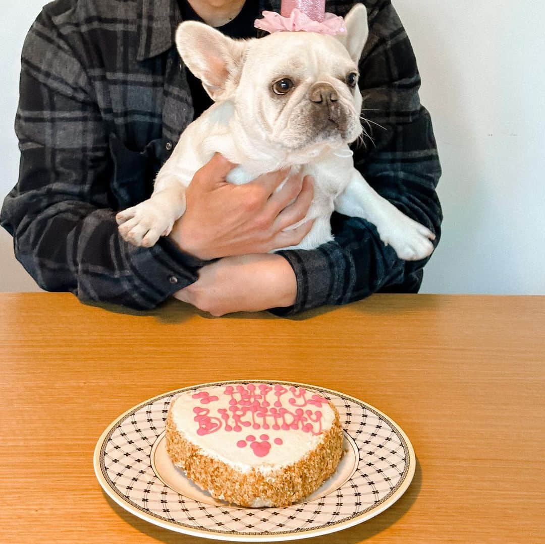 パク・ウンジさんのインスタグラム写真 - (パク・ウンジInstagram)「우리 빵순이♥️🐷 우리 집 큰 딸~ 3살 생일 축하해🎉💛  HBD my Adorable soonie 👋  #LAif_egee #개딸 #HBD #adorable #adorable_animals #puppy #doggie #frenchbulldog #frenchbulldogsofinstagram #LA #losangeles #losangelescalifornia #엘에이맘 #워킹맘 #육아맘 #사랑해」4月10日 6時21分 - egeeparkcom