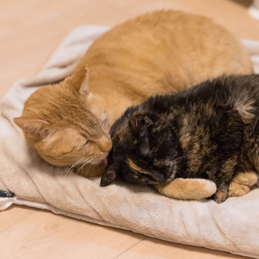 末吉 弦太のインスタグラム：「いきなりですが我が家の猫の紅一点、イチコが昨日亡くなりました。 享年11歳。少しばかり早いお別れです。  実は先月ある病気が発覚して 何の処置もしなければ長くはもたない状態であること。 仮に処置をしても完治は難しく、治療は死ぬまで続くこと。 治療は思い当たる限りイチコに多大なストレスを与える内容であることを医師から伝えられたのですが、家族で話し合った結果、積極的治療ではなく、残りの時間をイチコらしく過ごさせることに決めました。  人間のエゴだと非難されるかもしれませんね。 実際、人間のエゴだと思います。  助かる確率が1%でもあるなら治療を選択する。という考えもあるだろうし、強いストレスを与えるのではなく、残り時間を自分らしく豊かに過ごさせるという選択もあって、私たちはそれを選んだ。  どちらを選んでも死という結果に至ったとき、人は自分の選択に後悔をするけれど、私たちはその後悔を背負うと決めてイチコと一緒に過ごしてきました。  金曜日にはほぼ危篤状態でしたが驚異の粘りを見せ、最後は家族が揃っている日曜の、あたたかい夕日に照らされた窓辺で、私の腕の中、すうっと息を引き取りました。 とても静かな空気と、ゆっくり流れる時間の中、陽の光に照らされた寝顔は、言いようもなく美しかった。  家猫になってから全然懐かず、抱っこもナデナデも大嫌いで、動けなくなってからも普通にシャーシャー唸って猫パンチしていたから、腕の中で最期を迎えるのは本人的に不本意だったかもしれません。 それでもやっぱり家族だから、せめて最期くらいは腕の中で…そんなワガママを彼女なりに受け止めてくれたんじゃないかと思います。  少しずつ弱って、逃げたり抵抗したりがなくなったイチコとこれまでで最も静かで、濃い時間を過ごす中、じいっと顔を眺めていると「普段はプンスカしてる顔しか見てなかったから忘れてたけれど、こんな可愛い顔してたんだな」と、まるで飼い主とは思えないようなことを考えたりもしていました。  イチコと出会ったのは2012年の初夏。  当時まだ生後数ヶ月の子猫で、顔の模様が数字の1に見えたのが名前の由来です。  その後、5歳くらいまでは外で暮らしていましたが2016年の暮れに身体を壊して保護。 翌年の3月に家族へ加わりましたが、何故か外にいた時とは性格が激変して人間嫌いになっており、猫違いか？と疑ったほど。  それから6年の歳月を共に過ごし、マイケルとはまるで恋人か夫婦のように仲良く過ごし、同郷のディランには頼れる姉御として接してくれました。 悪ガキのグレッチとは仲良くなかったですが、クッキーやチョンマゲとも上手く付き合って、ガブリエルが家の中に入ってきたときは、好みのタイプだったのか少し性格が丸くなり「ついでに人間嫌い治るかも？」と思いましたが、ガブリエルが行方不明になって振り出しに戻り、結局最期まで人間嫌いは変わらず。  もう頑固とかそういうのを通り越して、顔の模様が示すとおり、一本筋の通った姐さんだったんだな…と感服の域に達しています。  ジュニアくんはまだ2歳なので死という概念を理解できておらず、朝まで一緒にいた家族がいきなり土に埋められるのはショッキングではないか？埋葬はわざわざ見せなくてもいいんじゃないか？その場で少し戸惑いもありましたが、朝まで一緒にいた家族がいきなり消えていなくなるよりかはマシ。ということで埋葬にも立ち会わせました。 「バイバイ」と手を振り、きちんとお別れしたけれど、この体験がジュニアくんの中でどう育つのか。それはまだわかりません。  願わくば、哀しいとか寂しいだけじゃなく、「ありがとう」や「あたたかい」なんて感情に育ってくれたなら、それはイチコがジュニアくんの中で咲かせた花じゃないかと思います。  最後の写真は埋葬前のマイケルとディラン。まるで妻を亡くした夫と、母を亡くした子が慰めあうように互いを慈しんで見えました。  #僕らの居場所は言わにゃいで ・ 外で暮らす動物たちの写真をインターネット上で公開する際は、虐待や遺棄を考えている人たちがあなたの発信した情報を悪用する可能性について考慮し、具体的な地名や位置情報などを伏せ、背景にも場所が特定できないようご配慮をお願い申し上げます。 ・ When you post the photo of stray cat, Please Don’t publish about location. If Abusers find your photo.They will come to hurt strays. Please save the life of animals !! ・ 为了在外生存的流浪猫和其它动物们能够平静的生活，请不要公开摄影的场所. ・ 길 고양이나 야외 생활을 하고 있는 동물들의 편안한 생활을 위해 촬영 장소는 공개하지 않도록 하겠습니다. ・ หากคุณถ่ายรูปแมวจรจัด กรุณาอย่าลงสถานที่ที่คุณได้ถ่ายพวกเค้าไว้ เนื่องจากอาจมีคนใจร้ายไปทำอันตรายต่อแมวได้ มาช่วยกันอนุรักษ์แมวกันนะครับ」