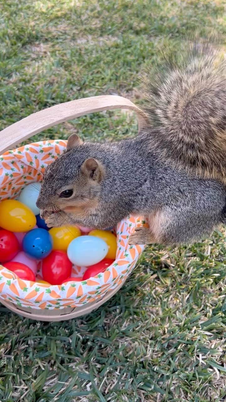 のインスタグラム：「A very Happy Easter from me & Earl 🐣」