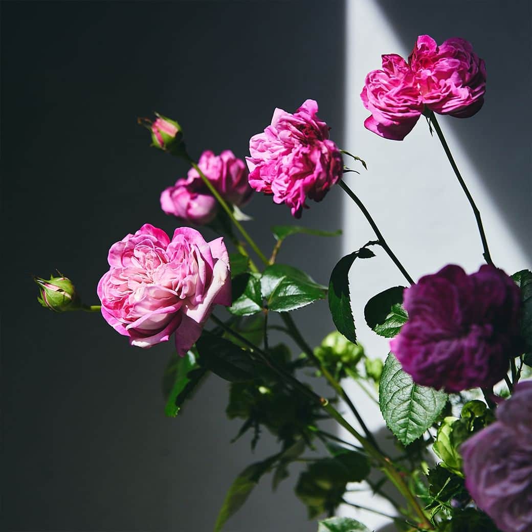 青山フラワーマーケットさんのインスタグラム写真 - (青山フラワーマーケットInstagram)「春バラのシーズン到来。 　 1本に3～4輪咲くスプレーバラは、そのボリューム感が魅力。 　 パープル系のバラには、グリーンのバラや実物をあわせて、ミステリアスなムードを演出。 　 ▼花材 #バラ（#パリス #コンキュサーレ） #ヘデラベリー  ▼花瓶 【LSA】WICKER VASE/LANTERN TAUPE H25　15,730円 　 様々なピンクの品種を100種揃え、南青山本店を起点に「#青山バラ祭り」を開催します。 期間は2023年4月20日～23日の4日間。 濃淡様々なピンクカラーが一同に揃う様子は、圧巻です！ 青山バラ祭りについて詳しくはハイライト「青山花祭」より。 　 #バラの飾り方 #薔薇 #rose #青山花祭 #春の花 #旬の花 #季節を楽しむ #花とおうち時間 #花を楽しむ #花のある暮らし #花のある日常 #花の飾り方 #花を飾る #花を飾ろう #花を飾る生活 #花 #aoyamaflowermarket #青山フラワーマーケット」4月10日 6時45分 - aoyamaflowermarket