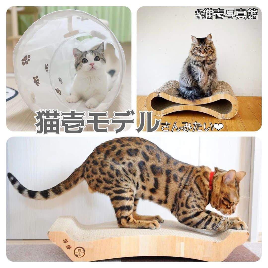 猫壱（ねこいち•ネコイチ）のインスタグラム：「まるで猫壱モデルさんのカタログ写真みたい👍✨  @mame.2210 さん @iamtheo3018 さん @kinako_reo_cat さん お写真をありがとうございました😊 お写真の商品は キャットトンネル　ホワイト バリバリベッド バリバリベッド8 でした🐈  :::::::::猫壱 :::::::   猫壱商品を使ってくれている写真や動画に【猫壱写真館】のハッシュタグをつけてポストしてください✨  猫壱SNSなどでリポスト・紹介されるかも？！  猫壱HPにも掲載されるチャンスも🥺  ぜひ皆さんハッシュタグをつけてポストしてくださいね🥺    @necoichicojp のハイライトから応募要項をチェックして是非ご応募くださいね❤   Reproduction is  prohibited.  ...........................................................................  #猫壱写真館  #猫壱 #necoichi ...........................................................................」