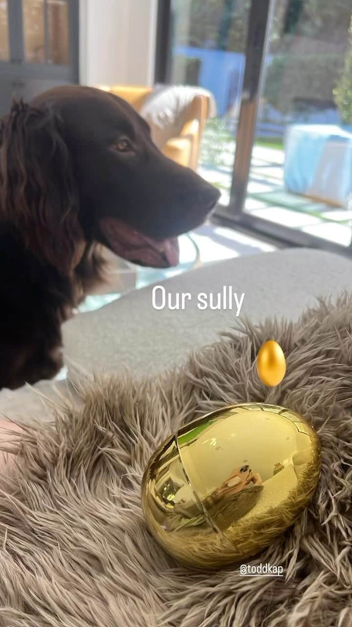 タラ・リピンスキーのインスタグラム：「Happy Easter from the Kapo’s! Sully waiting for his Easter basket. 🐣🐇🐰」
