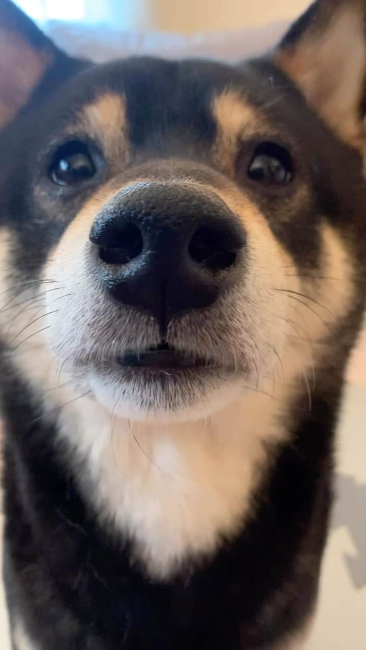 ?Fricko the Shiba Inu?のインスタグラム：「🥐#shiba #shibainu #柴犬 #柴犬マニア」