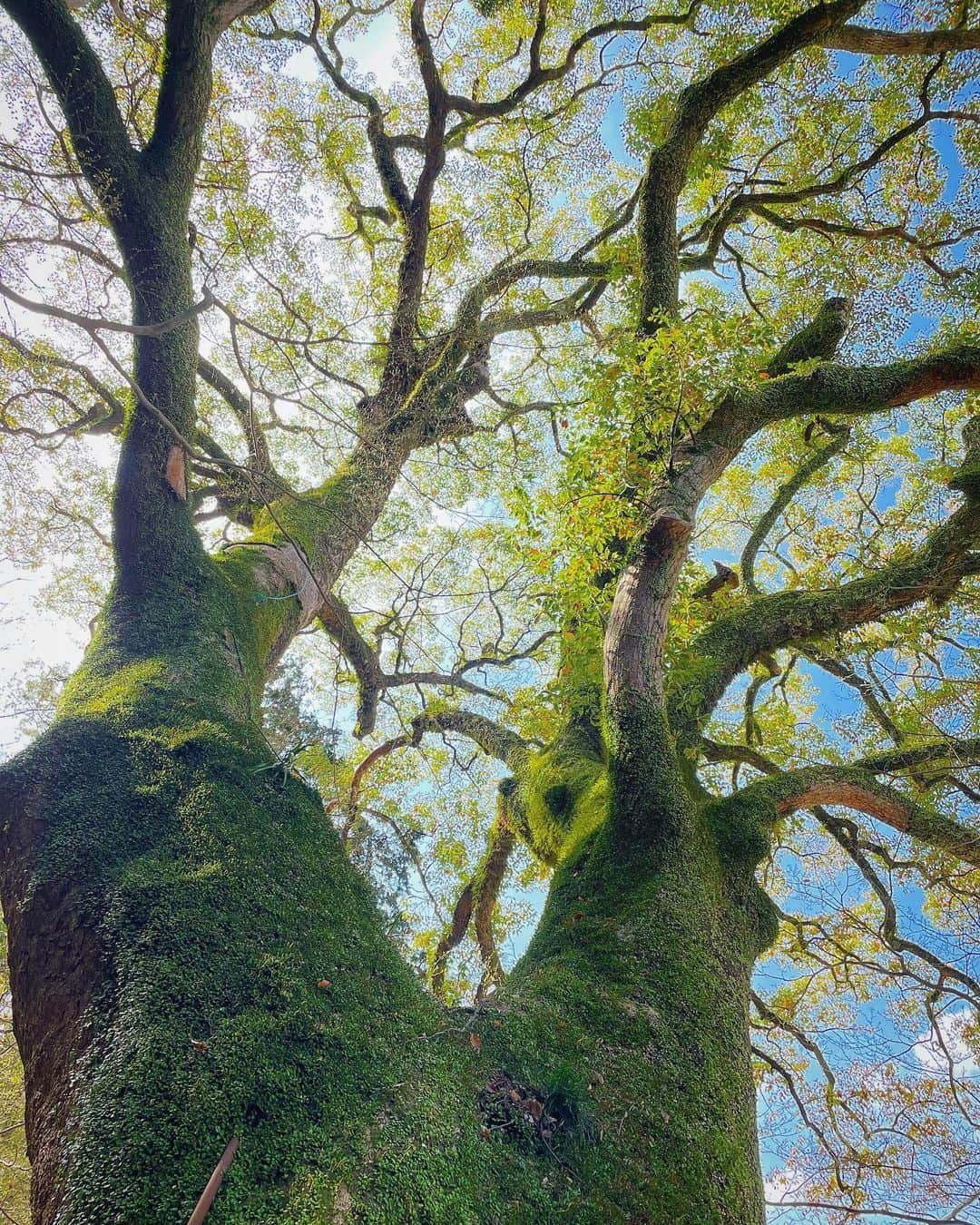 ノーマのインスタグラム：「🌎🌳🤍💚🤍💚 先月の思わぬ出逢い。佐賀帰りに太宰府天満宮でご挨拶した大楠たち。どれだけの移ろいを観てきたんやろうかなぁ。幹に広がる小宇宙も愛しく。多様ないのちを支える大きなお母ちゃん感がたまらん。登りたい気持ちを抑えて（笑）ただただ手を合わせて来ました🐒🙏🏻💚 連れてってくれた朋子（　@efteamo42 ）お勧めしてくれたレキ君（@leki3o3 ）ありがとう😊  #nature #earth #大楠 #太宰府天満宮」