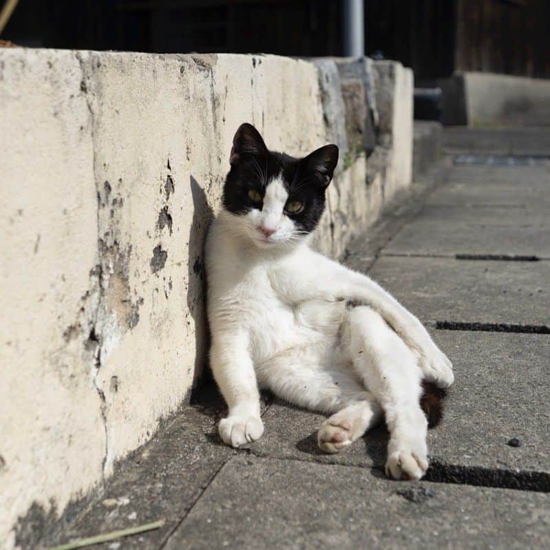 五十嵐健太のインスタグラム：「おはよう #猫　#白黒猫　#cat」