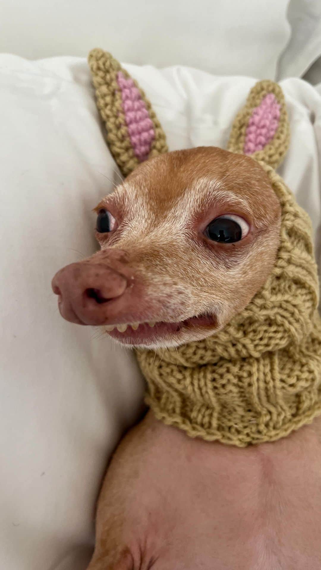 Tuna {breed:chiweenie} のインスタグラム：「When your mom tells you you’re not the Easter Bunny but at least you know that you’re the Easter Tunny! Do you understand? Happy Easter, everyone!」