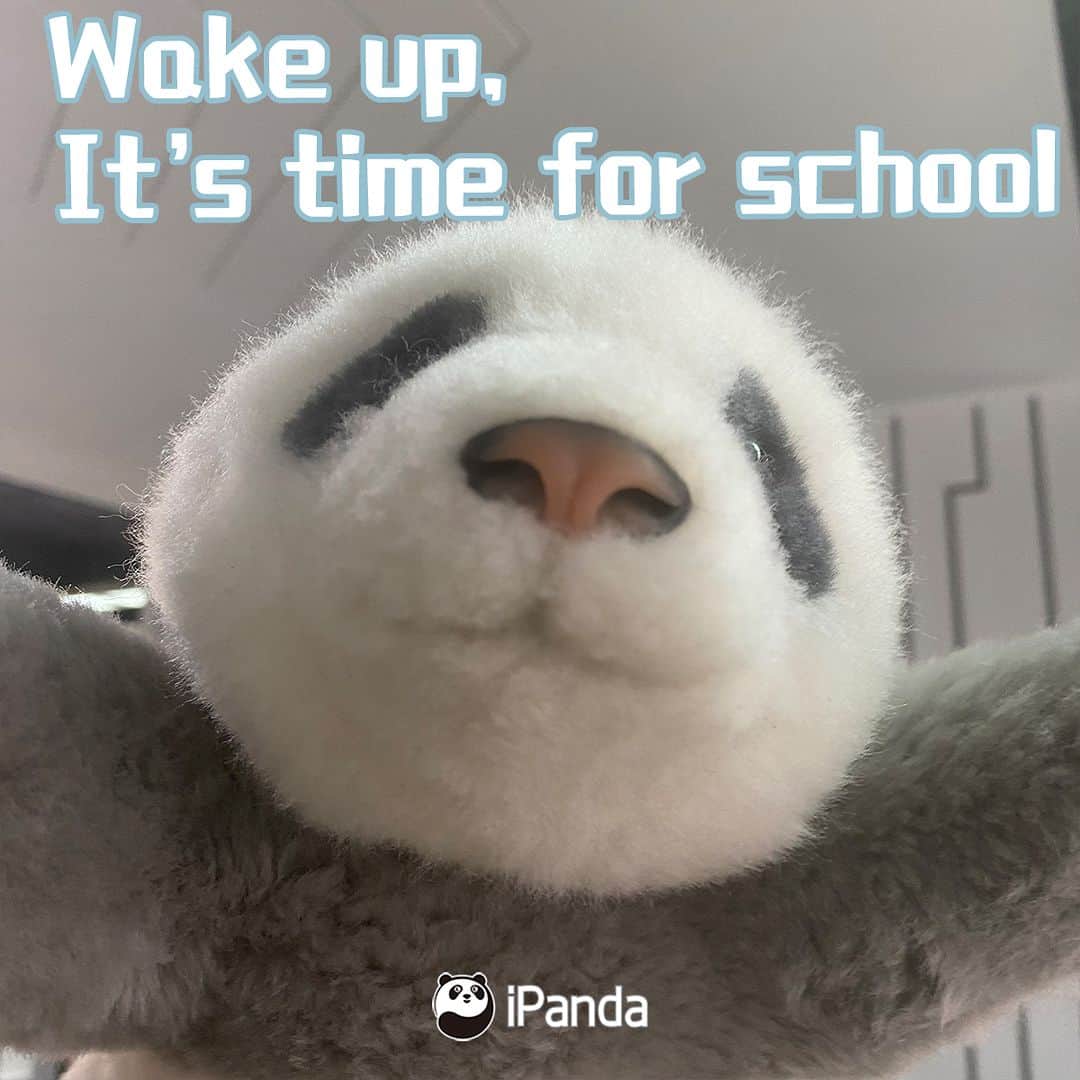 iPandaさんのインスタグラム写真 - (iPandaInstagram)「Wake up, embrace the day with pandas! ☀️ 🐼 🐼 🐼 #iPanda #Cute #Panda #CutestPandaToy #PandaPic  For more panda information, please check out: http://en.ipanda.com」4月10日 8時00分 - ipandachannel