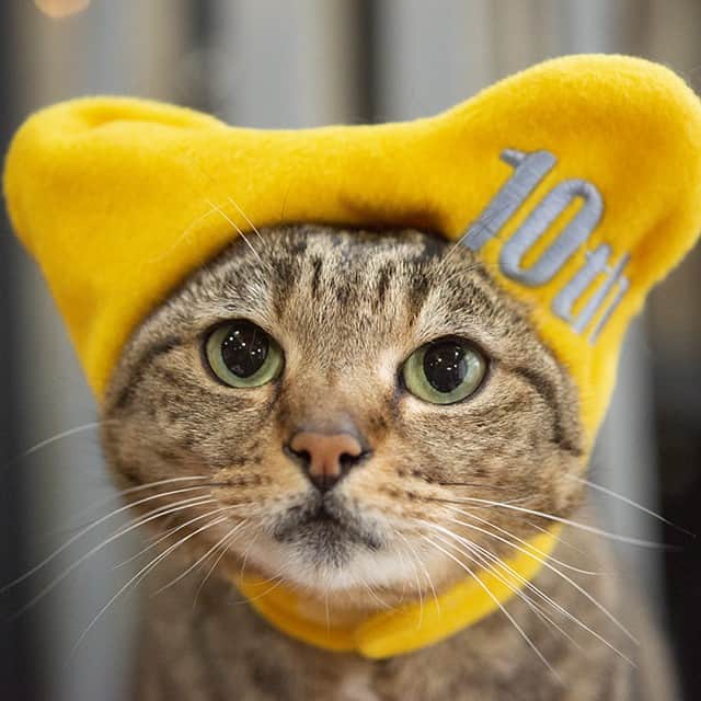 まる & はなのインスタグラム：「Happy 10th Birthday, Hana!  今夜21:30にはなの誕生日記念動画をYouTubeプレミア公開します。 お時間がありましたら見に来てください！ I’m premiering Hana’s 10th birthday video tonight at 9:30 on YouTube!(Japan time)  #猫 #はな #誕生日 #cats #Maru #Miri」