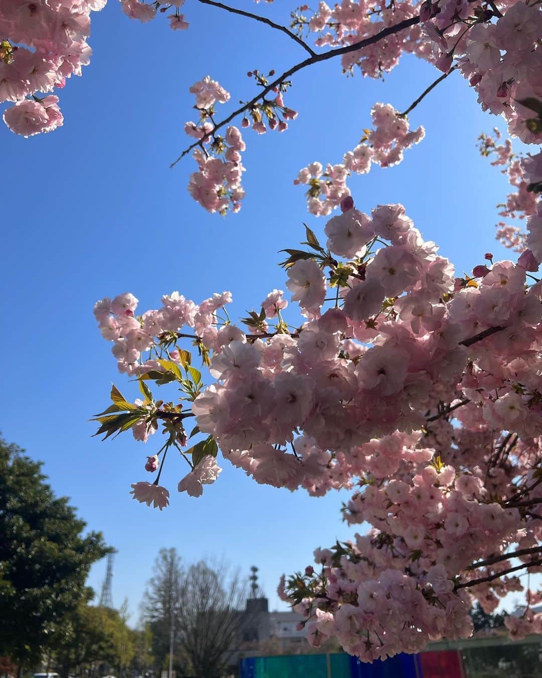 稲木ジョージさんのインスタグラム写真 - (稲木ジョージInstagram)「Guncle duty in Kanazawa 🌸」4月10日 8時21分 - georgerootnyc