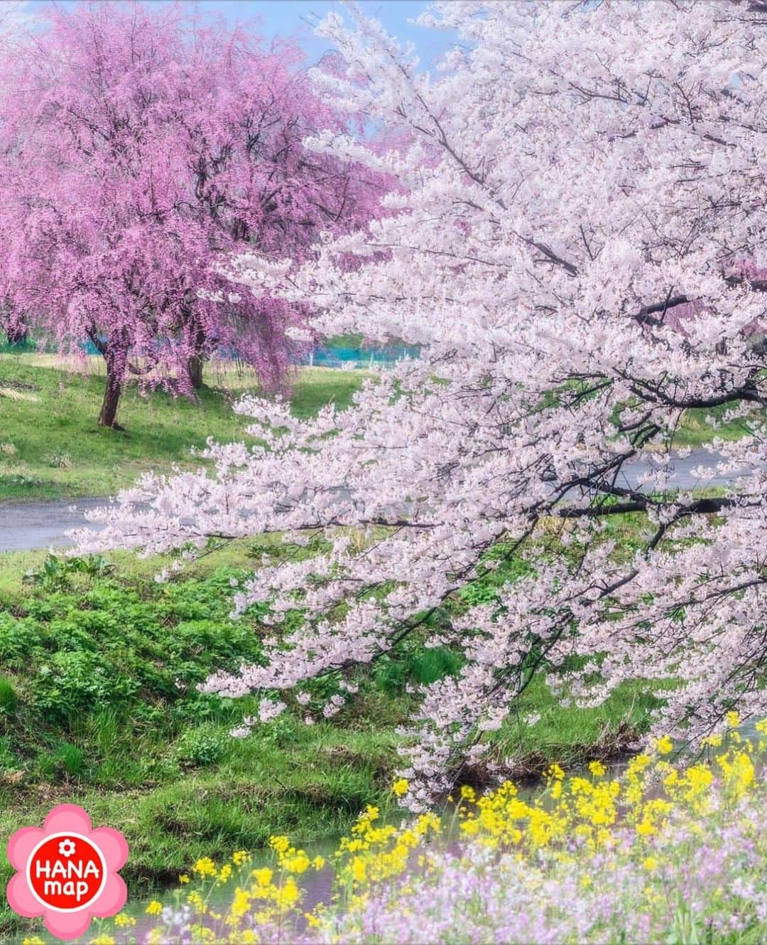 はなまっぷ❁日本の花風景さんのインスタグラム写真 - (はなまっぷ❁日本の花風景Instagram)「🌸はなまっぷの桜まつり🌸 *  @kiiroitori310 さんの 桜に花まるを💮 * 見事に咲き誇る美しい日本の桜をありがとうございます😊🌸 * #山形　#馬渡やすらぎ公園 Tsuruoka. Yamagata Pref. * 🌼桜の花言葉📝🌼 精神の美 * ※見頃が過ぎている名所もご紹介させていただいています。 * 🌸•••🌸•••🌸•••🌸•••🌸•••🌸 * いつも素敵なお花をありがとうございます😊 #はなまっぷ #日本の美しい花風景#花のある風景#花#花言葉#花畑#春#花#桜#サクラ#花見#お花見#お花見スポット#sakura#cherryblossom#cherryblossoms#絶景#ソメイヨシノ#染井吉野#馬渡川#鶴岡 * 🌸••••••お知らせ••••••🌸 * 花風景検索サイト　はなまっぷ https://hanamap.com 🔍「はなまっぷ」または @hanamap プロフィール欄から ぜひご覧ください * 📖🌸📖🌸📖🌸📖🌸📖 四季の花々を訪ねていきたい にっぽんの花地図 好評発売中📘 📖🌸📖🌸📖🌸📖🌸📖」4月10日 8時30分 - hanamap