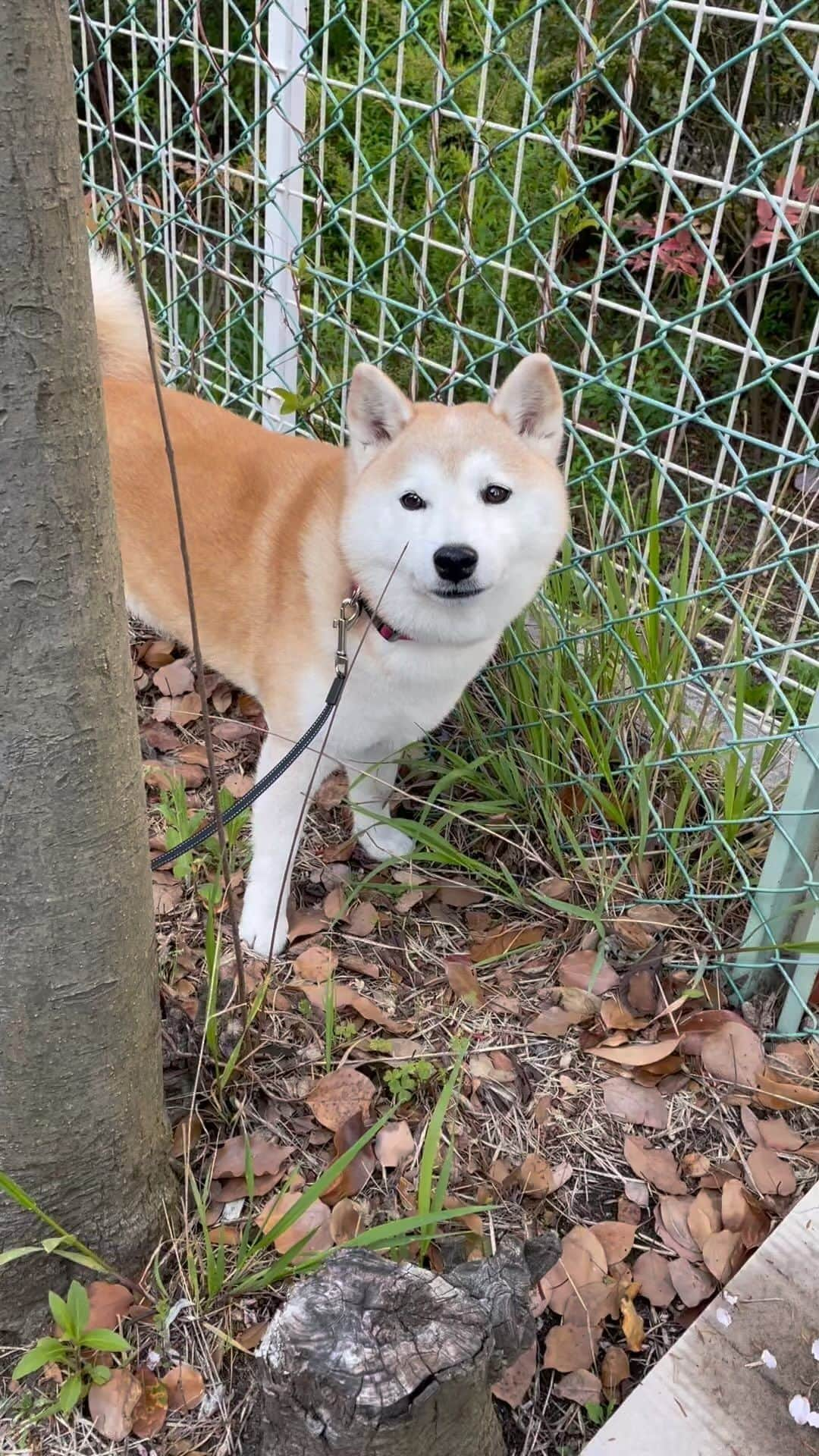 柴犬のモモのインスタグラム