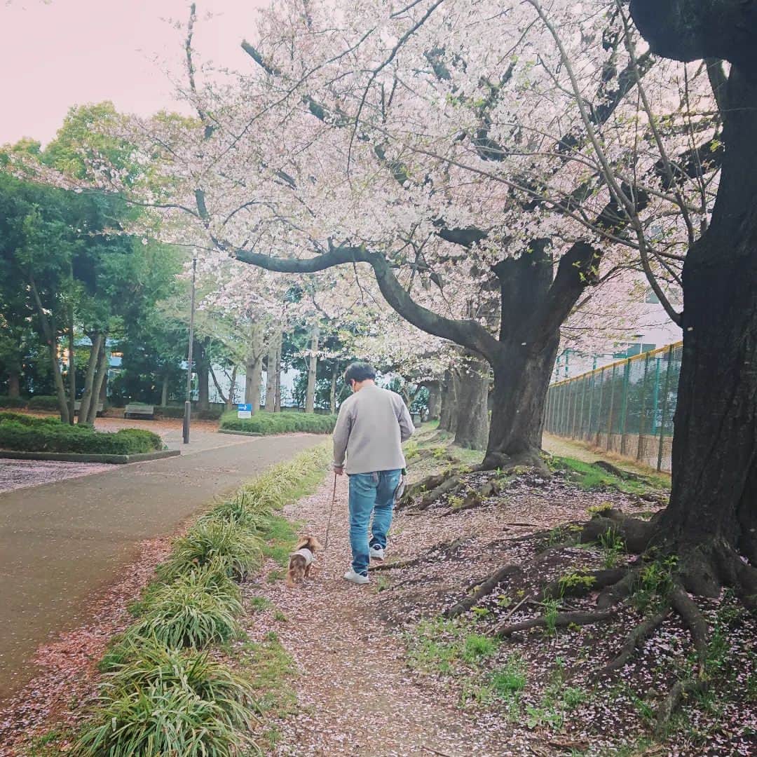 くるみんのインスタグラム：「* 桜のじゅうたん散歩  #カニンヘンダックスの日常 #カニンヘンダックスフンド #カニンヘンダックスフント #カニンヘンダックスフンドチョコタン #カニンヘン #カニンヘンダックス #カニンヘンの会 #チョコタンダックスフント #チョコタンダックスフンド #チョコタンダックス #チョコタン #ダックスフントカニンヘン #ダックスフント #ダックスフンド #ダックス #ダックスの日常 #ダックスフンドカニンヘン #ダックス部 #ダックス短足部 #桜 #桜並木 #桜のじゅうたん #dachshund #dachs #dogstagram #dog #instagramdogs #inustagram #todayswanko #sakura」