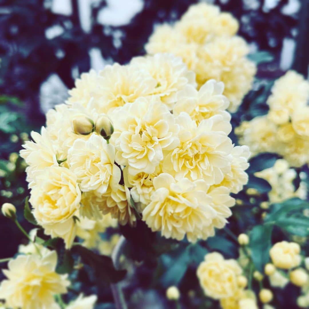 中野敬久さんのインスタグラム写真 - (中野敬久Instagram)「#flowers #flowersoflife #yellow #mondaymood」4月10日 9時08分 - hirohisanakano