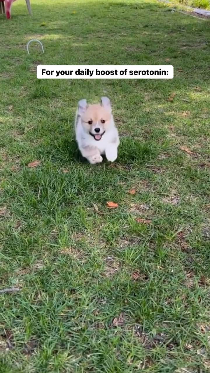 のインスタグラム：「Is there anything cuter than corgi puppies? 🥺 These two cuties are Geordi’s grandniece & grandnephew!  I learn so much from Geordi’s breeder, Christine Johnson. Not only is she transparent about how she raises her litters, she also takes the time to educate and explain the thought process behind the puppy culture program in addition to sharing her decades of knowledge about whelping/raising healthy Pembroke puppies.   Puppy Culture is so much more than just exposing the puppies to a new thing a day. The puppies also learn manding, recall, clicker training, socialization and problem solving. Everything is done with the goal of setting up the puppy for success, to give them the best start before they go to their new homes.   Geordi was such an easy puppy. Super smart, confident, happy, and easy to train. Some of that is due to genetics and temperament, but I also believe a lot of it has to do with how he was raised the first 10 weeks of his life.   People keep asking me if I’m going to become a breeder. The answer is I don’t know. But if I ever do, I am so thankful to have the guidance of wonderful breeders like Christine who always treats newbies like me with kindness and patience, who will always take time out of her day to answer my neverending questions. 🙏💛」