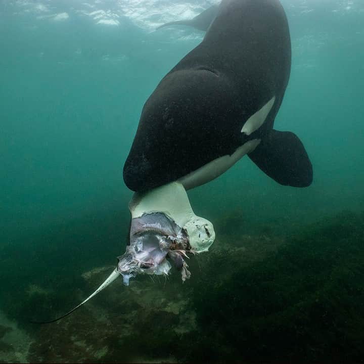 のインスタグラム：「Photo by @brianskerry | A female orca holds a short-tail stingray caught on the seafloor off New Zealand.」