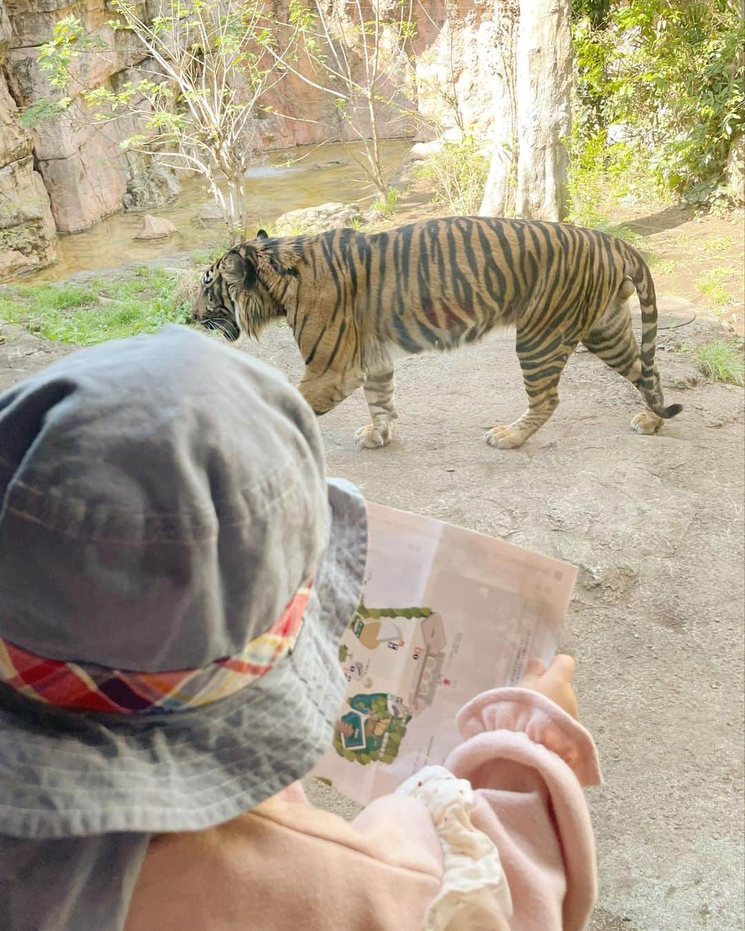 のインスタグラム：「上野動物園行ってきた🐯 娘は動物をみながらパンフレットを広げ、これはどれ？これはどれ？って、動物のイラストと本物をずっと確認してた（笑）  パンダまんが可愛すぎた🐼  #上野動物園 #パンダまん #2歳児 #2歳11ヶ月  #こどものいる暮らし」