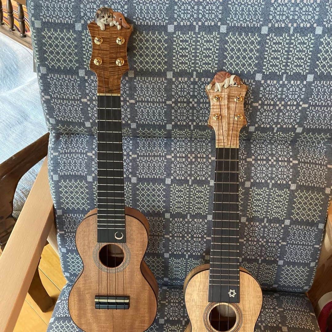 はしもとみおのインスタグラム：「世界に今のところふたつしかない、木彫りの猫ウクレレ。 Hatta mandolin さんとコラボさせていただきました。 音もすごく素敵で、展覧会場の富山県　巣巣さんで試奏もできます。ひとつは非売品ですが、猫さんが1匹のほうは抽選販売になります。 4/29(土)のクロージングライブにて、山田稔明さんにポチちゃんとうさぎのくっついたウクレレで演奏してもらう予定ですので、たった一つの音色もぜひお楽しみください。  https://www.susu.co.jp/info/1683  富山県　巣巣  展覧会　「ものがたり」 3/30〜4/29  木彫　はしもとみお 硝子　金津沙矢香  ものがたりが生まれる瞬間。  木・金・土・日 ご予約オープン  #wood#hattamandolin #ukulele #handmade #miohashimoto#巣巣#woodinstrument #instrument  @hattamandolin  @susu_iwasaki」