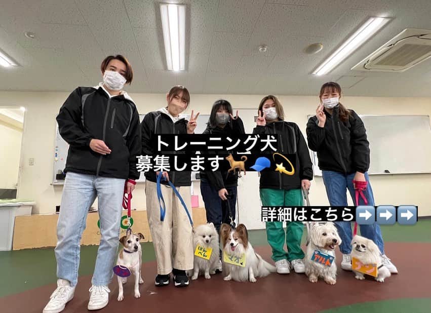 大阪ECO動物海洋専門学校のインスタグラム：「.  🐕✨トレーニング犬の募集✨🐾  2023年度、ドッグトレーナー専攻のトレーニング授業にご参加頂けるわんちゃんを募集しております！！  ・募集対象・ ①8才までのわんちゃん ②「混合ワクチン」「狂犬病ワクチン」の両方を 1年以内に接種しているわんちゃん  ・募集日時・ 毎週金曜日 9:20~12:00 のクラス ②13:10~15:50 のクラス ※定員がございますので先着順となります  ・お問い合わせ・ トレーニング受付【TEL:06-6578-6601】 受付時間 平日10:00~17:00  ・注意事項・ ◆ご参加頂く場合は学校での登録が必要となります ◆DMでのお問い合わせは受け付けておりません お電話にてお問い合わせください  #トレーニング犬 #トレーニング犬募集中 #大阪eco動物海洋専門学校#大阪eco  #動物専門学校 #動物飼育 #動物園 #水族館 #飼育員 #ドルフィントレーナー #アクアリスト #動物看護師 #トリマー #ドッグトレーナー#動物好きと繋がりたい#犬好きと繋がりたい」