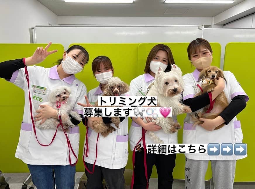 大阪ECO動物海洋専門学校のインスタグラム：「.  ✂️✨トリミング犬の募集✨🐾  トリミングの授業にご参加頂けるわんちゃんを募集しております！！  ・募集対象・ ①8才までのわんちゃん ②「混合ワクチン」「狂犬病ワクチン」の両方を 1年以内に接種しているわんちゃん  ・お問い合わせ・ トリミング受付【TEL:06-6578-4455】 受付時間 平日10:00~17:00  ・注意事項・ ◆ご参加頂く場合は学校での登録が必要となります ◆DMでのお問い合わせは受け付けておりません お電話にてお問い合わせください  #トリミング犬 #トリミング犬募集中 #大阪eco動物海洋専門学校#大阪eco  #動物専門学校 #動物飼育 #動物園 #水族館 #飼育員 #ドルフィントレーナー #アクアリスト #動物看護師 #トリマー #ドッグトレーナー#動物好きと繋がりたい#犬好きと繋がりたい」