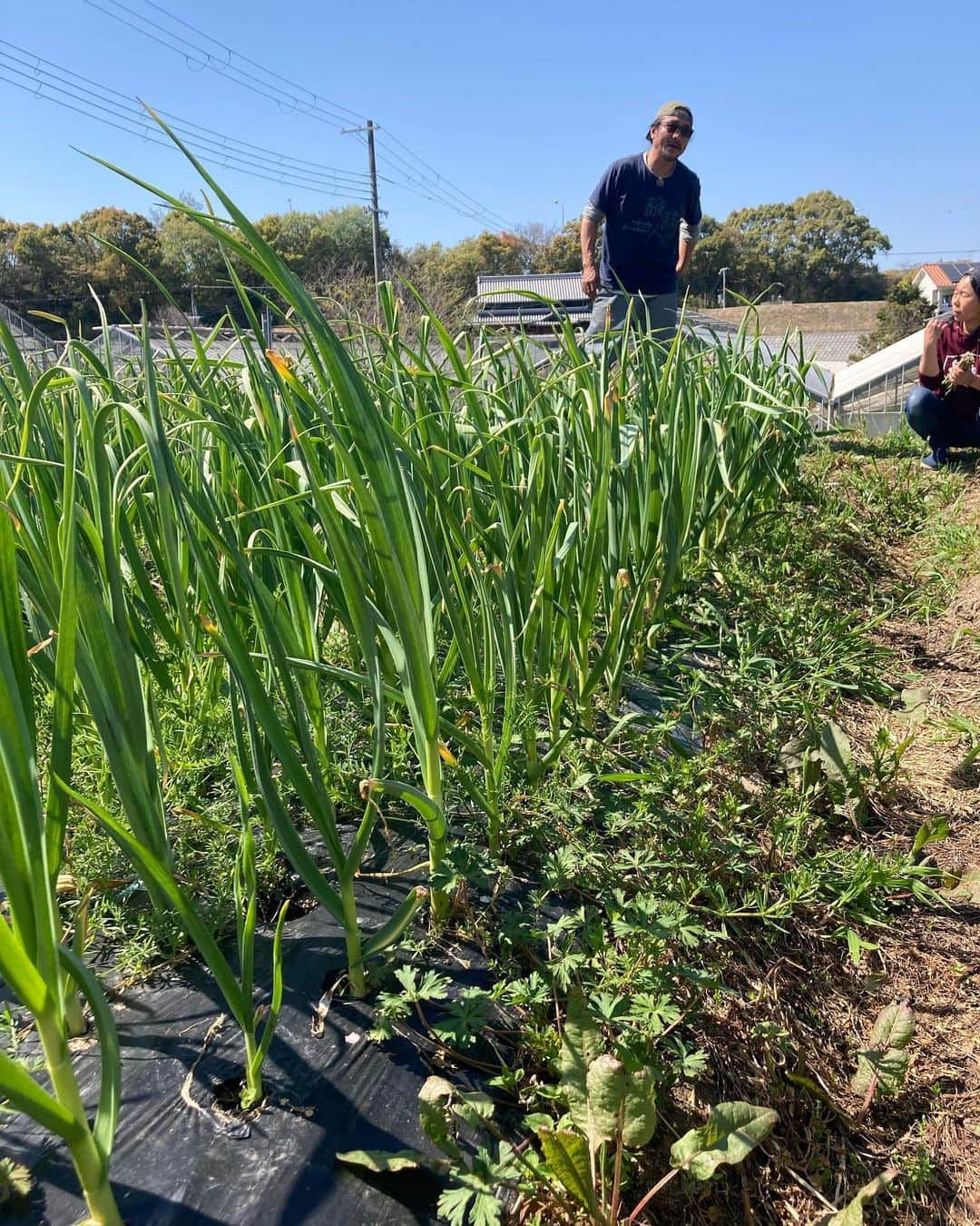 三宅洋平さんのインスタグラム写真 - (三宅洋平Instagram)「菜音Farm @zioncamp.awaji   #awajishima #淡路島」4月10日 11時05分 - miyake_yohei