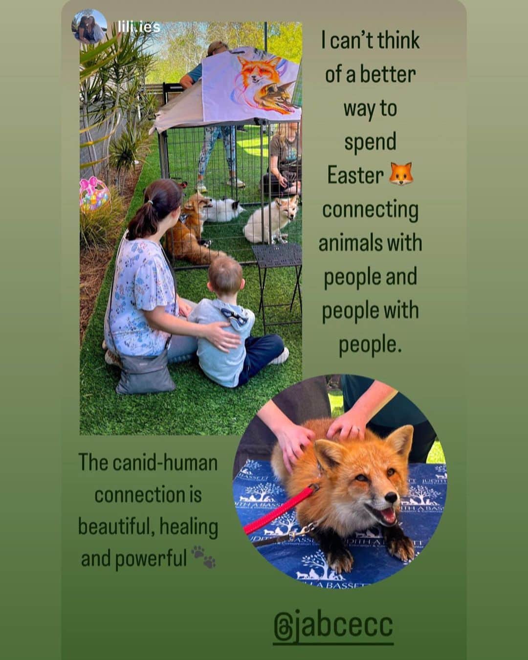Rylaiさんのインスタグラム写真 - (RylaiInstagram)「Happy Easter!! Today our amazing team spent the day bringing joy to others through our collaboration at @myyardlive - we love having the opportunity to reach the local community at a place where families come to connect with each, relax, and have fun!  One of our volunteers put this together and it truly says so much…. These animals truly allow the human spirit to rejoice, connect, and be joyful!  . . Thank you to @myyardlive for your ongoing support of our center and for allowing us to reach more people and create a larger impact on the lives we fight for!  . #easter #gratitude #jabcecc #sandiego」4月10日 11時19分 - jabcecc