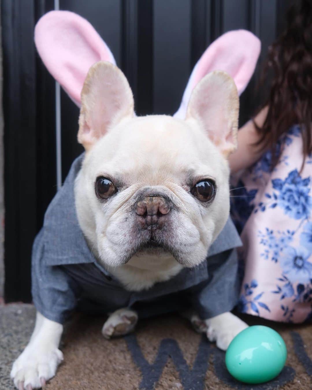 Sir Charles Barkleyさんのインスタグラム写真 - (Sir Charles BarkleyInstagram)「Before the day ends, we wanted to wish everyone a Happy Easter!  #easter 🐰 🐰」4月10日 11時26分 - barkleysircharles