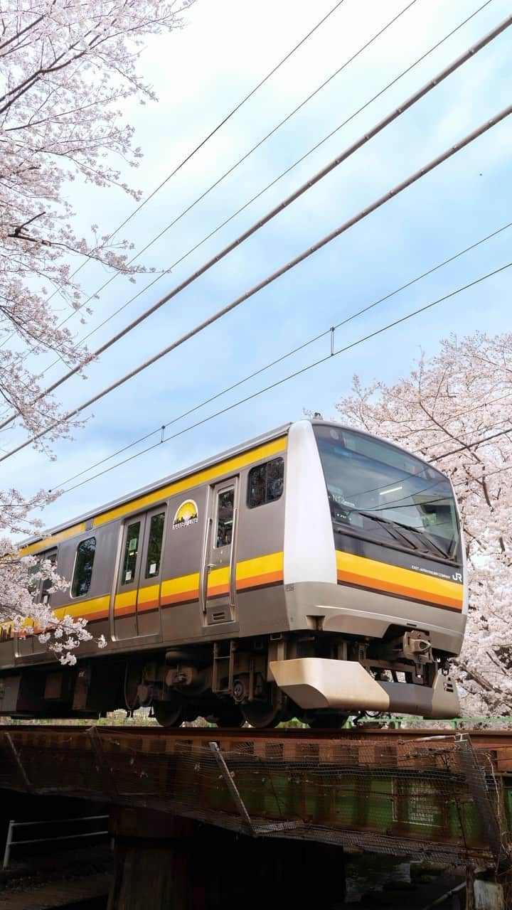 Joshのインスタグラム：「// a quick ride from home to a spot in Kanagawa where you can see cherry blossoms right next to the Nambu train line! . . . #japan #japaneseculture #portraitgasm #portraitmood #portraitsociety #makeportraits #sonyportraits #under10kportraits #portraitmovement #ポトレ #ポトレのセカイ #ポトレモデル #美女 #visitjapan #visitjapanjp #visitjapanau #explorejapan #exploretokyo #discoverjapan #discovertokyo #matcha_jp」