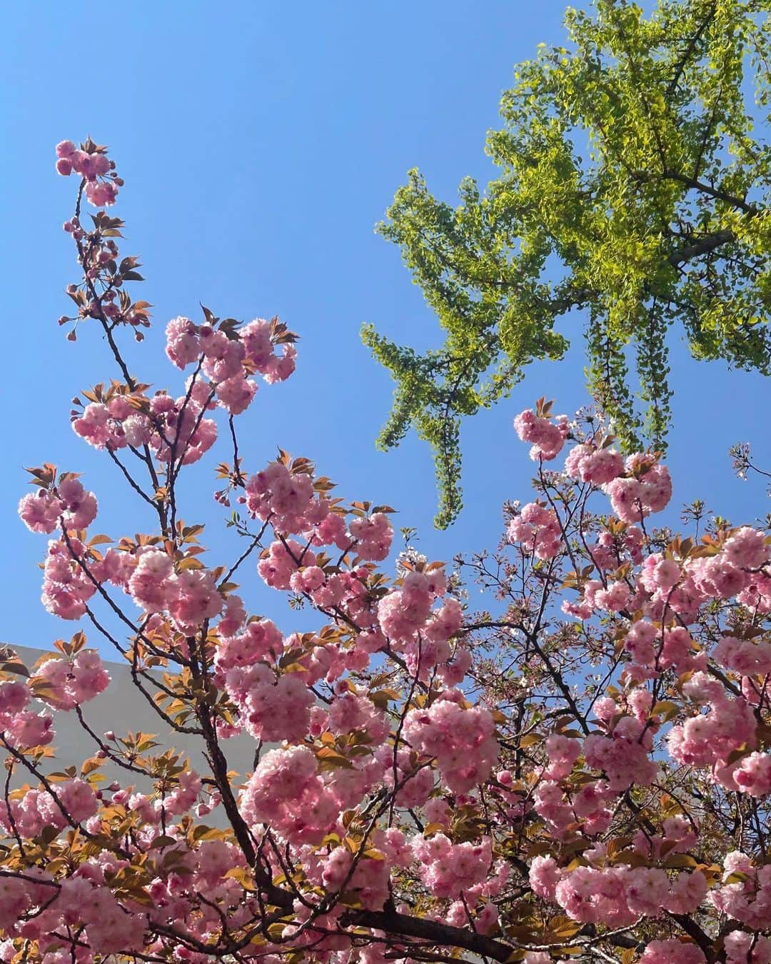 비비さんのインスタグラム写真 - (비비Instagram)「길을 잘못든 덕분에 만난 아름다움🌷 하루를 예쁘게 채워주어 고맙다는 소중한 마음🫶🏻」4月10日 11時47分 - baglevivi