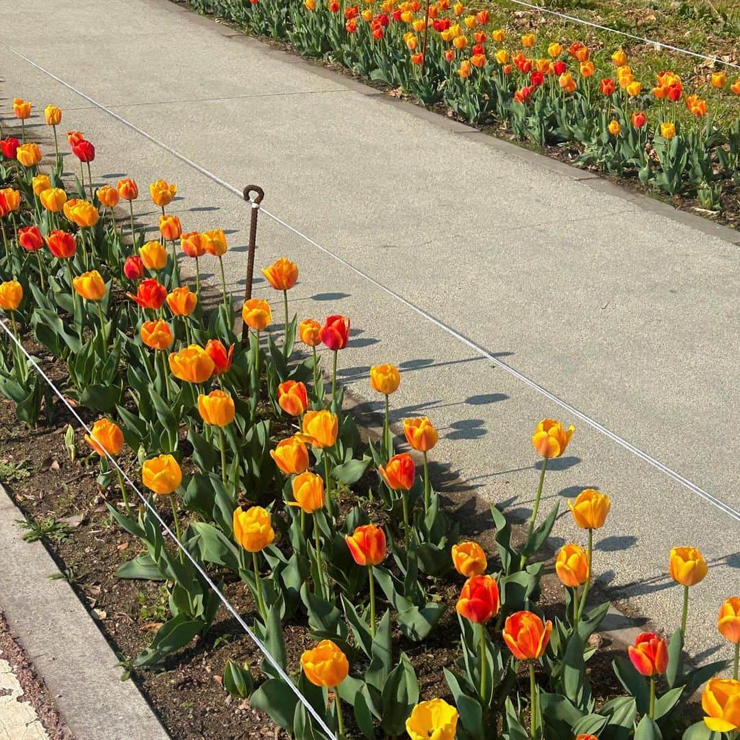 비비さんのインスタグラム写真 - (비비Instagram)「길을 잘못든 덕분에 만난 아름다움🌷 하루를 예쁘게 채워주어 고맙다는 소중한 마음🫶🏻」4月10日 11時47分 - baglevivi