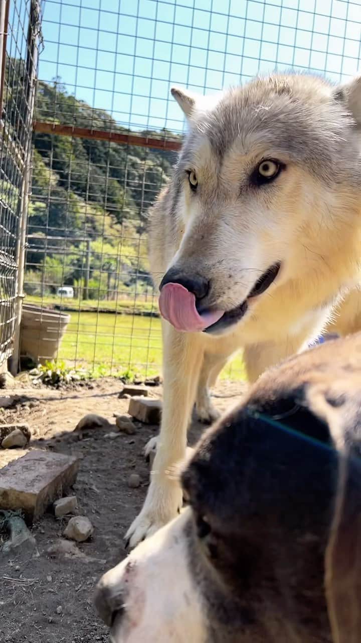 WAMPERSのインスタグラム：「#dog#犬#大型犬 #いぬすたぐらむ #いぬ #wolf#wolfdog#オオカミ」
