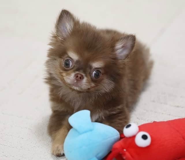 犬小屋??さんのインスタグラム写真 - (犬小屋??Instagram)「今日のだんな様❤️ 誕生から98日め😊 昨日、体重測定したら1060oになってました👍 動画は、手当たり次第暴れてる様子💦  #chihuahua  #chihuahuastagram  #チワワ #チワワ多頭飼い  #チワワパピー #ちわすたぐらむ  #ちわわ大好き  #canon #canon_photos  #ファインダー越しの私の世界  #だんなすたぐらむ  #キンダーガーテンアミ」4月10日 11時55分 - tiwa1109
