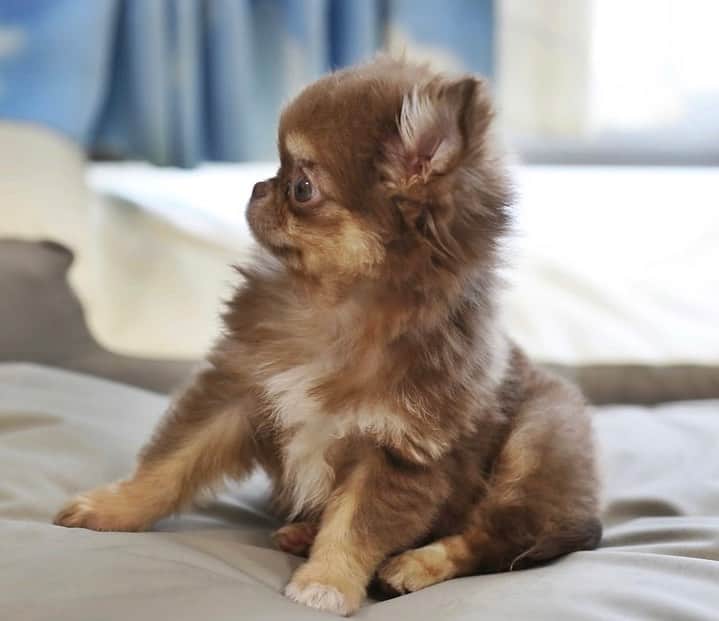 犬小屋??さんのインスタグラム写真 - (犬小屋??Instagram)「今日のだんな様❤️ 誕生から98日め😊 昨日、体重測定したら1060oになってました👍 動画は、手当たり次第暴れてる様子💦  #chihuahua  #chihuahuastagram  #チワワ #チワワ多頭飼い  #チワワパピー #ちわすたぐらむ  #ちわわ大好き  #canon #canon_photos  #ファインダー越しの私の世界  #だんなすたぐらむ  #キンダーガーテンアミ」4月10日 11時55分 - tiwa1109