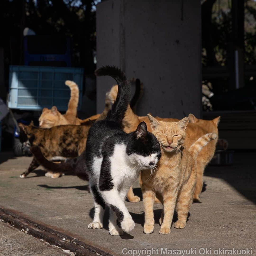 Masayukiさんのインスタグラム写真 - (MasayukiInstagram)「なかよし。  #cat #ねこ #猫 #東京カメラ部 #nekoclub #catsofinstagram #cats_of_world #catstagram #ig_Japan  #mmgtw #cat_features #kings_cats #happycatclub #catloversclub #pleasantcats #raw_pets #my_eos_photo  #yourshotphotographer」4月10日 11時59分 - okirakuoki