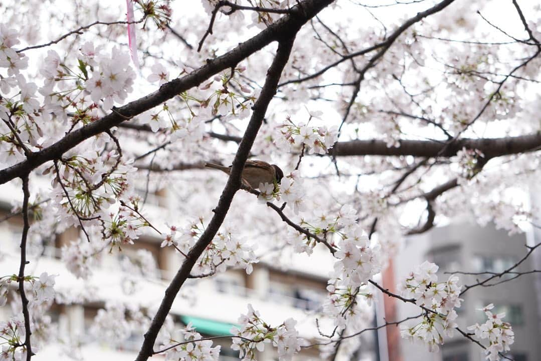 真坂美帆さんのインスタグラム写真 - (真坂美帆Instagram)「桜が満開のときの 目黒川の桜です🌸  お仕事の後に、母と合流して堪能しました。  こんな風に桜が屋根のようになるくらいの場所ってナカナカないから、とても感動します。  素敵な景色と思い出をありがとうございます✨ カメラ楽しいなぁ📸  #桜  #桜2023  #お花見 #目黒川  #目黒川の桜  #写真好き  #写真好きな人と繋がりたい  #α6400」4月10日 12時20分 - miho.sakurazaka_mii