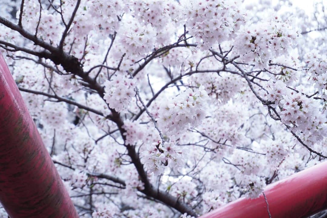 真坂美帆さんのインスタグラム写真 - (真坂美帆Instagram)「桜が満開のときの 目黒川の桜です🌸  お仕事の後に、母と合流して堪能しました。  こんな風に桜が屋根のようになるくらいの場所ってナカナカないから、とても感動します。  素敵な景色と思い出をありがとうございます✨ カメラ楽しいなぁ📸  #桜  #桜2023  #お花見 #目黒川  #目黒川の桜  #写真好き  #写真好きな人と繋がりたい  #α6400」4月10日 12時20分 - miho.sakurazaka_mii