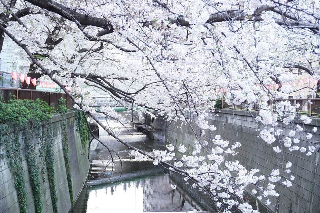 真坂美帆のインスタグラム：「桜が満開のときの 目黒川の桜です🌸  お仕事の後に、母と合流して堪能しました。  こんな風に桜が屋根のようになるくらいの場所ってナカナカないから、とても感動します。  素敵な景色と思い出をありがとうございます✨ カメラ楽しいなぁ📸  #桜  #桜2023  #お花見 #目黒川  #目黒川の桜  #写真好き  #写真好きな人と繋がりたい  #α6400」