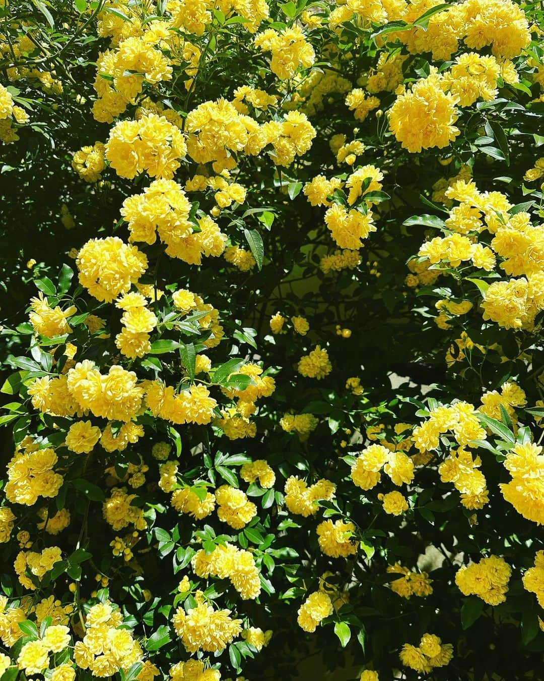 香坂みゆきさんのインスタグラム写真 - (香坂みゆきInstagram)「満開💕 庭の木香薔薇 黄色は元気が出る〜  #花のある暮らし  #木香薔薇  #イエロー  #❤️」4月10日 12時29分 - miyuky__way