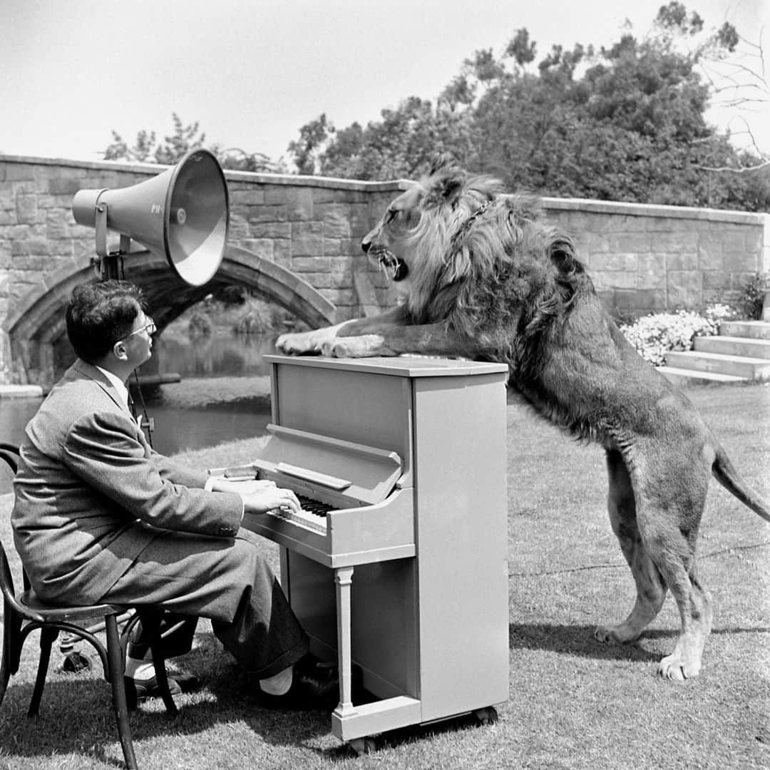 lifeのインスタグラム：「MGM associate producer Sidney Franklin Jr. gives Hollywood lion Fearless Fagan a voice test.  (📷 Loomis Dean, 1951/LIFE Picture Collection)  #LIFEMagazine #LIFEArchive #LoomisDean #MGM #Hollywood #Lion #FearlessFagan #Wildlife #1950s」