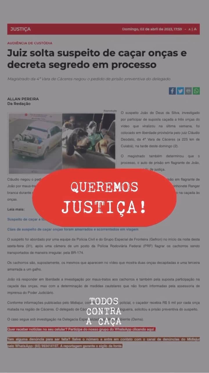 Thaila Ayalaのインスタグラム：「#TodosContraACaça • 🚨 QUEREMOS JUSTIÇA! 🚨 O suspeito de torturar e matar as três onças-pintadas na semana passada foi solto e o juiz do processo ainda colocou sigilo sobre o caso.​  O suspeito João de Deus da Silva, investigado por participar de suposta caçada a três onças do vídeo que viralizou, foi colocado em liberdade provisória pelo juiz Cláudio Deodato, da 4ª Vara de Cáceres (a 225 km de Cuiabá), na tarde deste domingo (2).​  O magistrado também determinou que o processo, o auto de prisão em flagrante de João, corra em segredo de justiça.​  Cláudio negou o pedido de prisão preventiva do delegado Marlon Richer Nogueira, que efetuou a prisão em flagrante de João por maus-tratos a quatro cachorros, que supostamente participaram da caça, que estavam amarrados e acorrentados na carroceria de uma caminhonete durante deslocamento para o interior de Cáceres.​  • O que diz a lei:​ O crime de caça, previsto no art. 29 da lei 9.605/1998, na seção dos crimes contra a fauna, prevê segundo Art. 29., que matar, perseguir, caçar, apanhar, utilizar espécimes da fauna silvestre, nativos ou em rota migratória, sem a devida permissão, licença ou autorização da autoridade competente, ou em desacordo com a obtida, possui pena de detenção de seis meses a um ano, e multa.​  Na prática, os criminosos não permanecem nem mesmo um dia na cadeia! Isso estimula a reincidência da caça ilegal, colocando em risco deviersas espécies da nossa fauna! ​  PRECISAMOS DAR UM BASTA NISSO! Nossa legislação não nos representa mais! ​  Queremos as onças-pintadas VIVAS! E caçadores na CADEIA! ​  🚨 ASSINE A PETIÇÃO! VAMOS PRESSIONAR PARA QUE AS LEIS AUMENTEM A PENA PARA CRIMES CONTRA NOSSA BIODIVERSIDADE!​  Queremos #JustiçaParaAsOnças! Junte-se ao movimento TODOS CONTRA A CAÇA! O futuro da fauna brasileira depende de todos nós. ​  🎥 @biologu_gaspari  #AMPARASilvestre #ProteçãoAnimal #NãoÀCaça #OnçaPintada #TodosContraCaça #TodosPelasOnças」