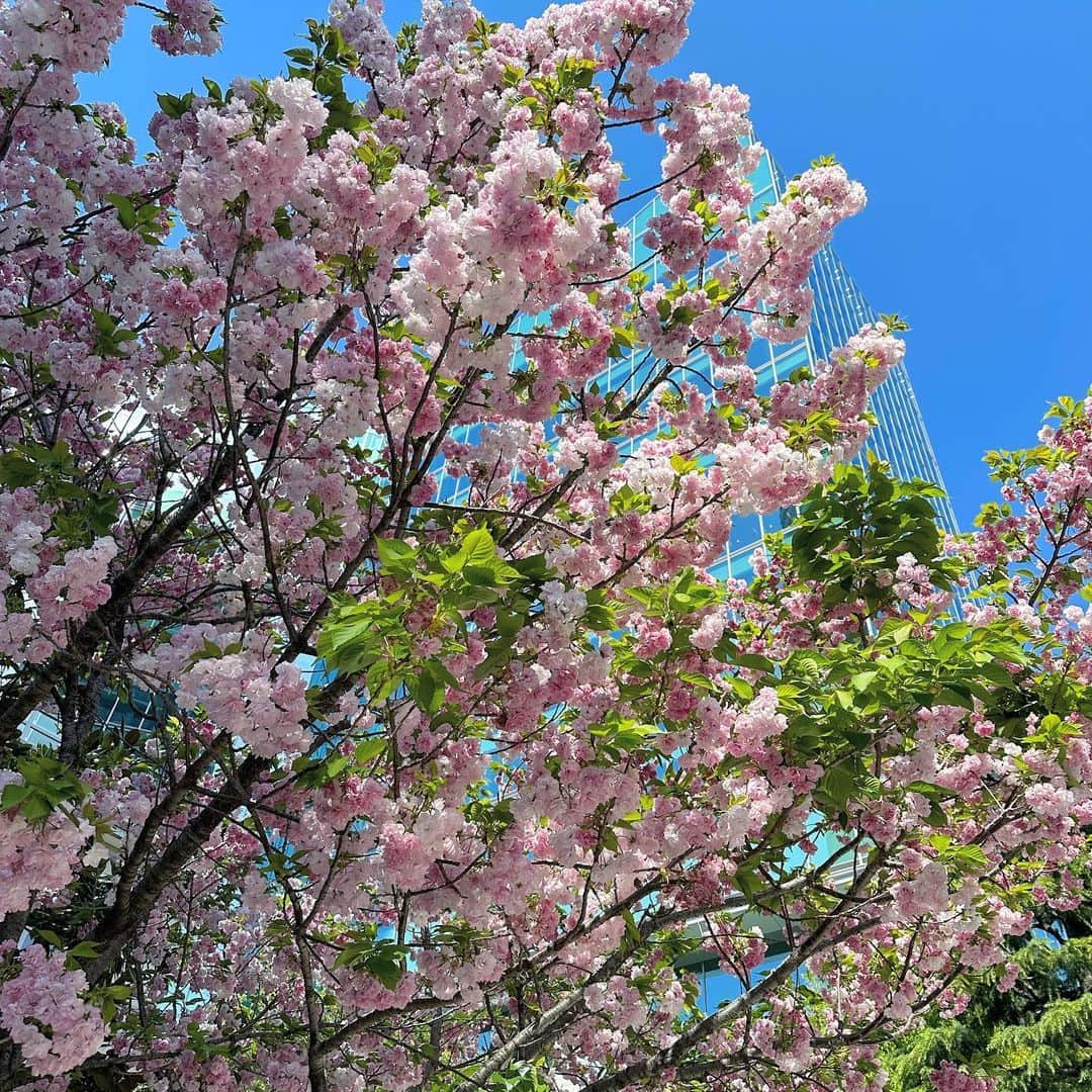 福地夏未のインスタグラム：「🌸 福禄寿満開〜 葉っぱがあってもきれい いつの間にか暖かくなってて嬉しいネェ！ はやく半袖1枚になりたい！笑  _ #八重桜 #桜 #福禄寿 #暖かい季節が好きです」