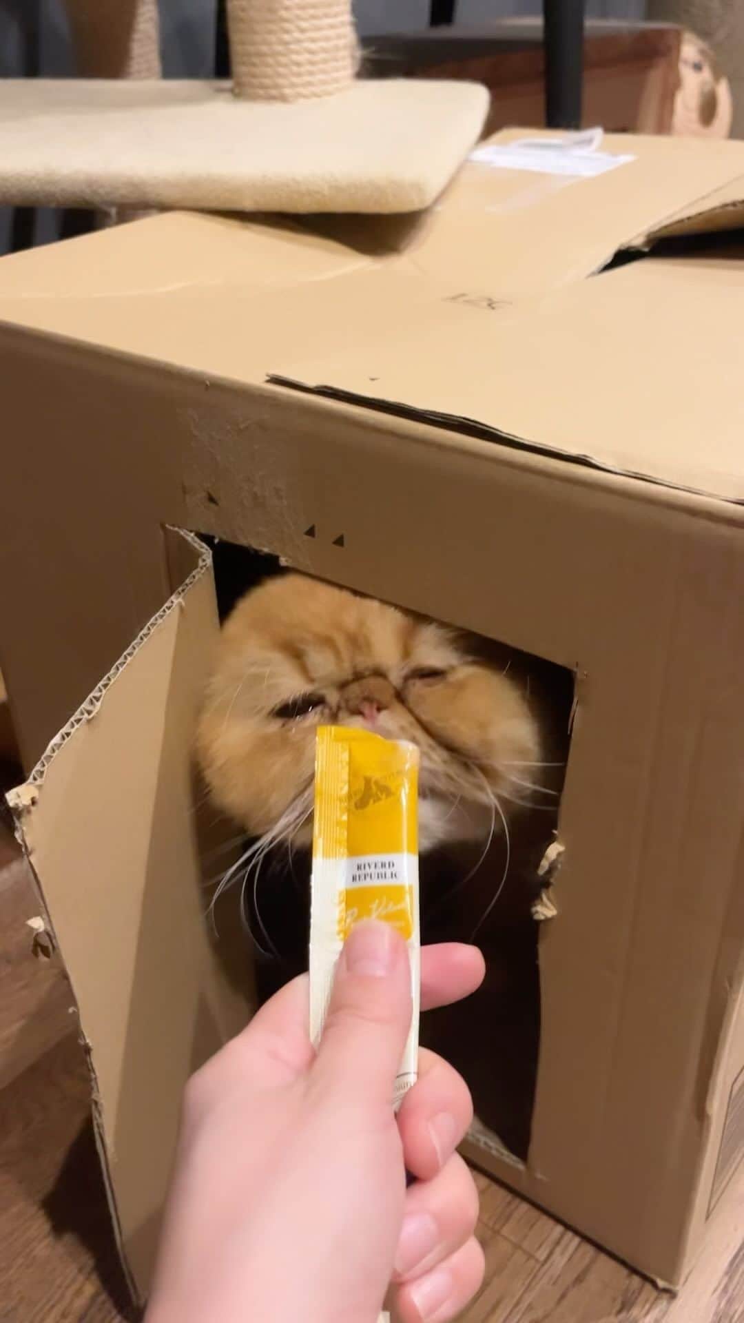 Qのインスタグラム：「Kemuku 僕スネてますアピール してくるから特別配給🍪 #視界の端でわざとらしくため息ついたりしてくるタイプ #体調悪いときのアピールもすごい #分かりやすくていいけど #総じて可愛い」