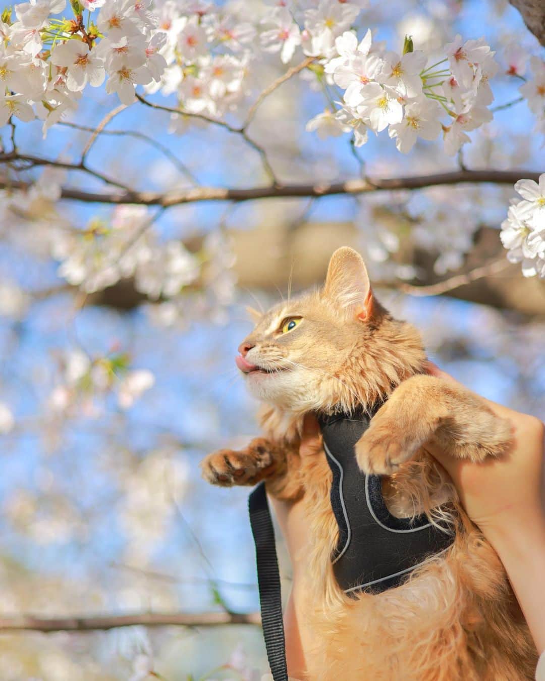 ちかちゃさんのインスタグラム写真 - (ちかちゃInstagram)「. 今年もまた 宝物が撮れてしまった  だいすきだよ🐈 . . . photographer: @sak1photo #さきふぉと専属モデル #portrait #ポートレート #桜 #さくら #ねこ #猫 #cat #猫のいるしあわせ #猫すたぐらむ」4月10日 22時12分 - ch1kaphoto