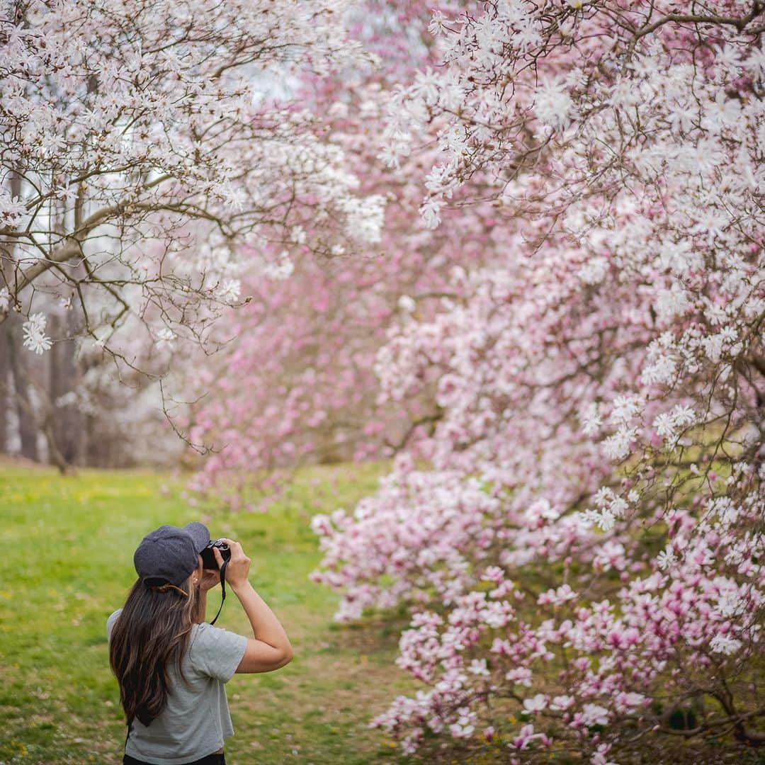 ニューヨーク植物園のインスタグラム：「We're open today as the awakening of spring continues at the Garden! From the exuberant magnolias to the airy pink displays being put on by the cherry blossoms, and of course daffodils galore, the transformation of our 250 acres is all the excuse you need to spend some time outdoors with us.  Hit the link in our bio to follow along with this season of beauty and renewal using our Spring Bloom Trackers. 🌸💫  #plantlove」