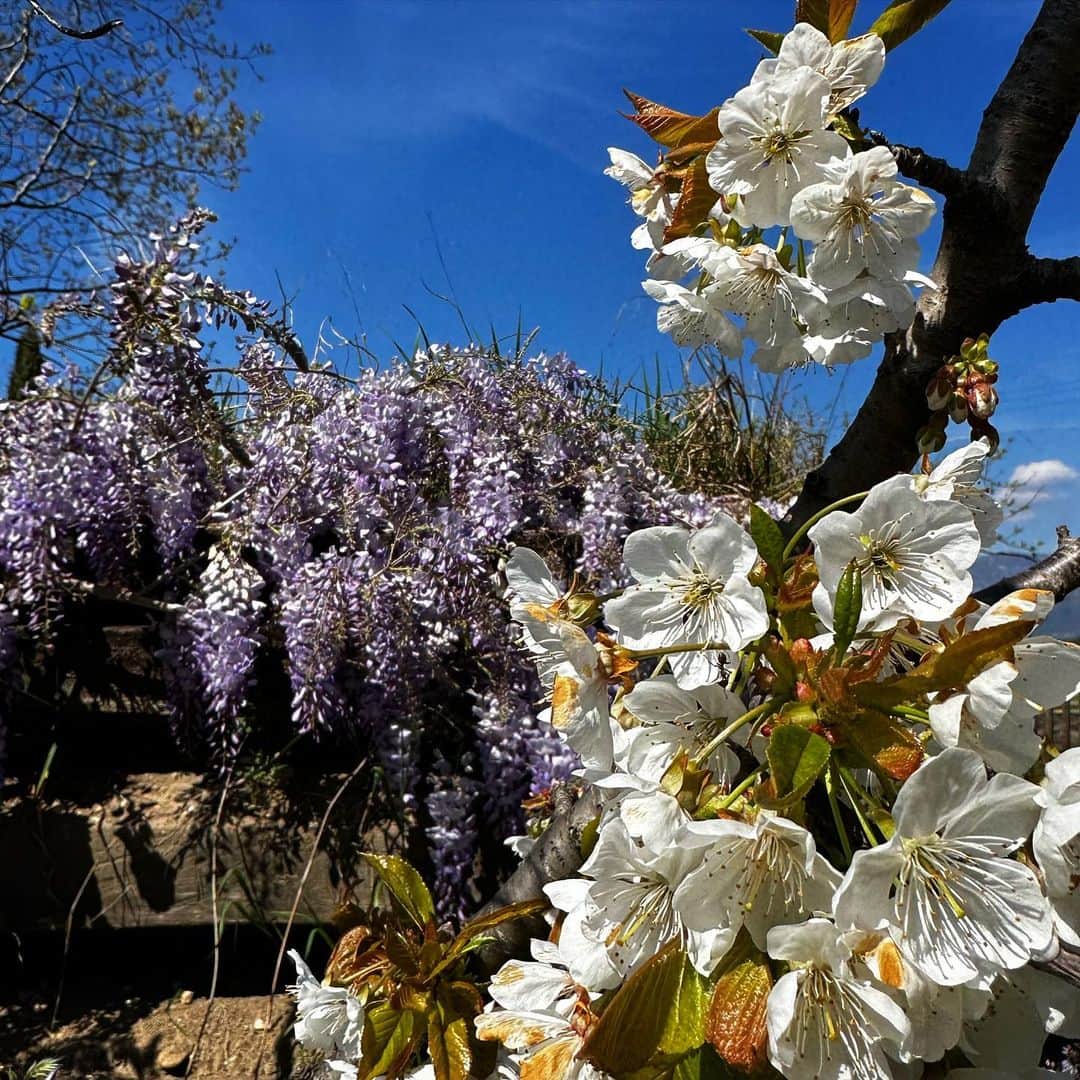 ヤマザキマリさんのインスタグラム写真 - (ヤマザキマリInstagram)「日本のような義母の家の花々」4月10日 22時17分 - thermariyamazaki