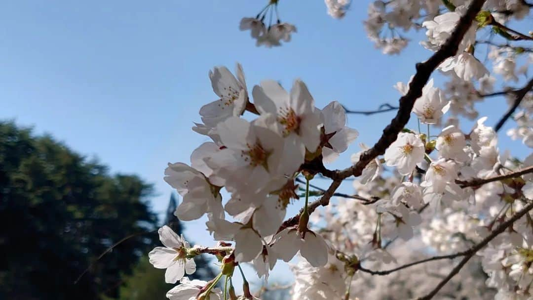 関陽樹さんのインスタグラム写真 - (関陽樹Instagram)「2023年 桜の記憶  #桜 #さくら #サクラ #ソメイヨシノ #2023年 #春 #記憶 #美しい #景色 #長野県 #絵 #画 になる #花 #華やか」4月10日 22時18分 - seki_haruki1986