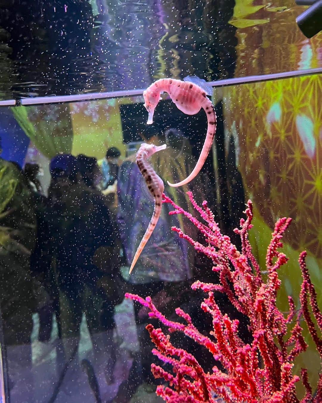 植村あかりさんのインスタグラム写真 - (植村あかりInstagram)「⁡ ⁡ ⁡ Wあかりで水族館いってきた！ ⁡ ⁡ ⁡ ⁡ #juicejuice#植村あかり#遠藤彩加里#品川水族館#アクアパーク#水族館#3枚目#ミントグリーン#一つだけ#光ってた」4月10日 22時24分 - akari_uemura.official