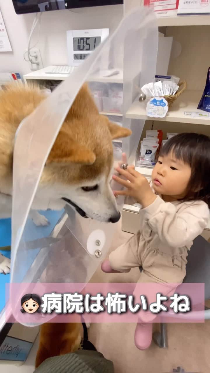 柴犬Mamesuke・Korosuke??大阪のインスタグラム：「みんな病院は怖いよね。ママも歯医者さん怖いです😭 🐾-—*-—*-—*-—*🐾 #MameKoro #豆コロ #柴犬と子供 #犬と子供 #チャリちゃん見守り隊 #子守犬 #豆柴 #柴犬 #赤柴 #豆介 #コロ介 #shibagram #shibastagram #shibainu #shiba #🐕📷」