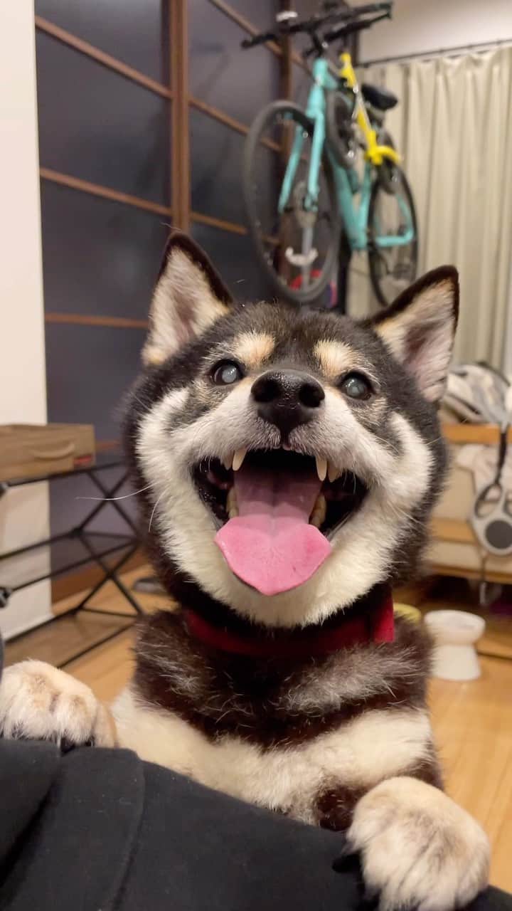 まめ丸のインスタグラム：「* * * 『パパはやくはやくー🐶❣️ はやくごはんたべちゃってー❣️❣️ あそんであそんで🐶💓』  パパとはやくあそびたくて ごはん中のパパにはやくはやくって 大興奮で催促してるぼく🐶 * Dad,Have you had dinner yet❓ Can we do something fun🐶💓❓ * #まめ丸パパまち #まめスマイル * #柴犬#豆柴##柴#黒柴#犬#しばいぬ#shiba#shibainu#shibalove#shibastagram#shibagram#instadog#dogstagram#dogsofinstagram#puppysofinstagram#dog」